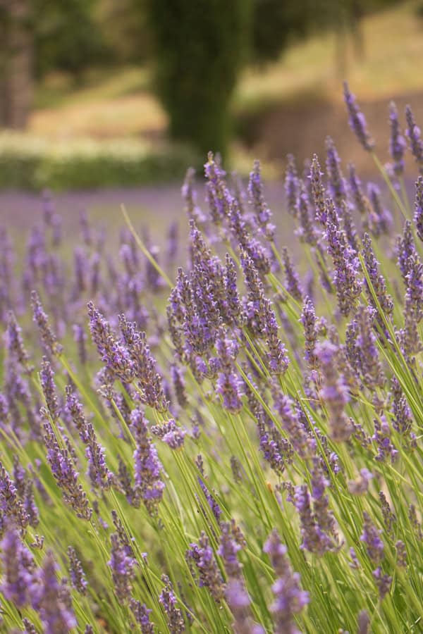 A close up shot of lavender in bloom