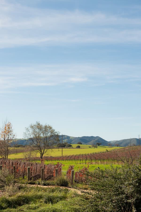 The vineyards at Brave and Maiden Estate. There is green grass growing around the vines, and mountains in the far background.