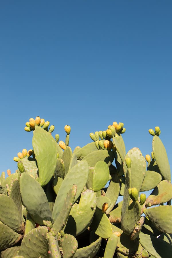 A large cacti against a blue sky