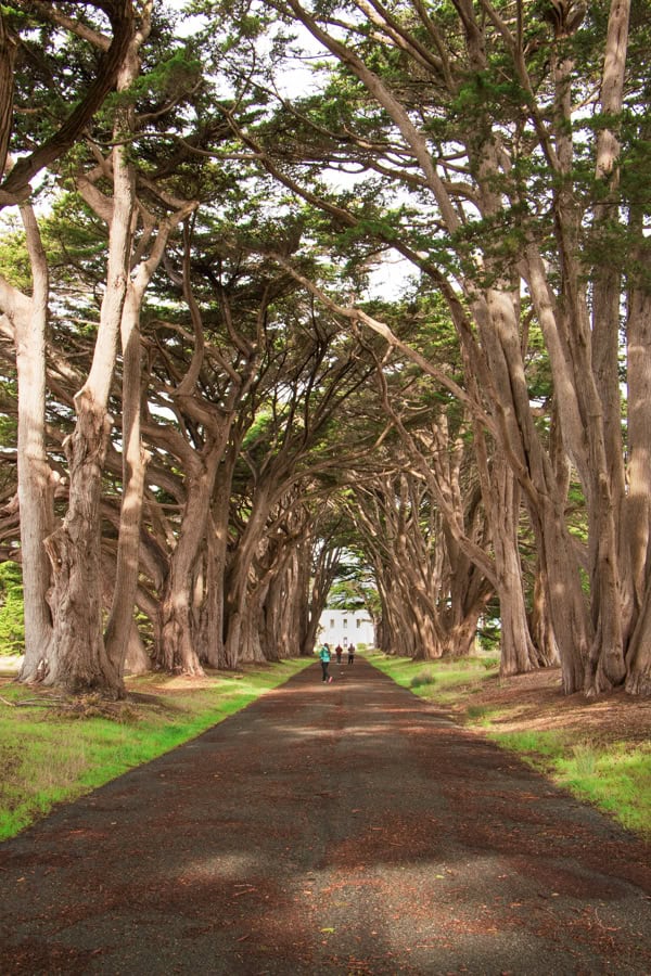Point Ryes Trees The Perfect Point Reyes Day Trip: A Complete Itinerary with Must-See Stops