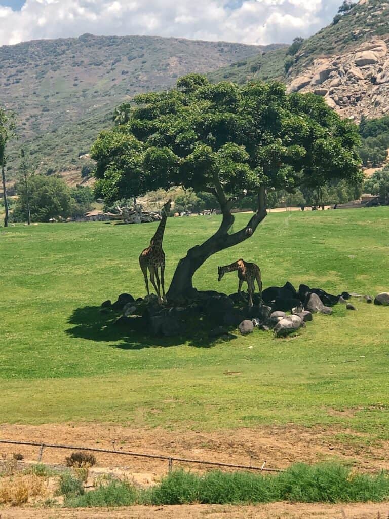 Giraffes under a tree at the San Diego Zoo Safari Park