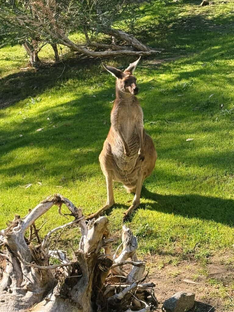 A kangaroo at the San Diego Zoo Safari Park