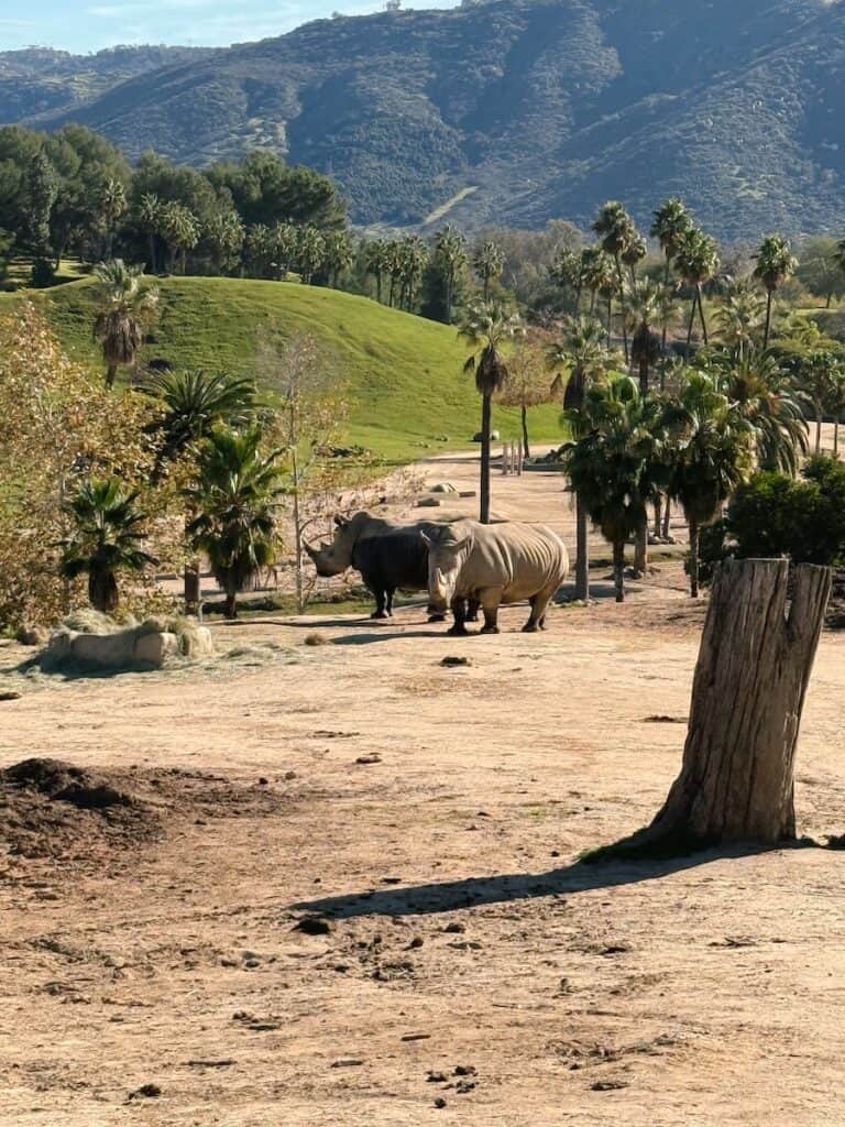 Rhinos in the open habitat at the San Diego Zoo Safari Park