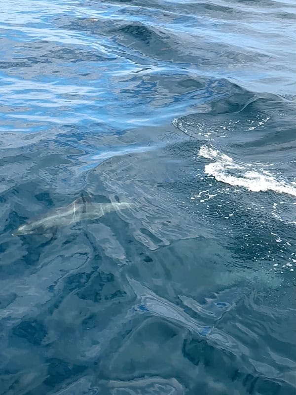A dolphin swimming near the boat on the boat ride over to the Channel Islands