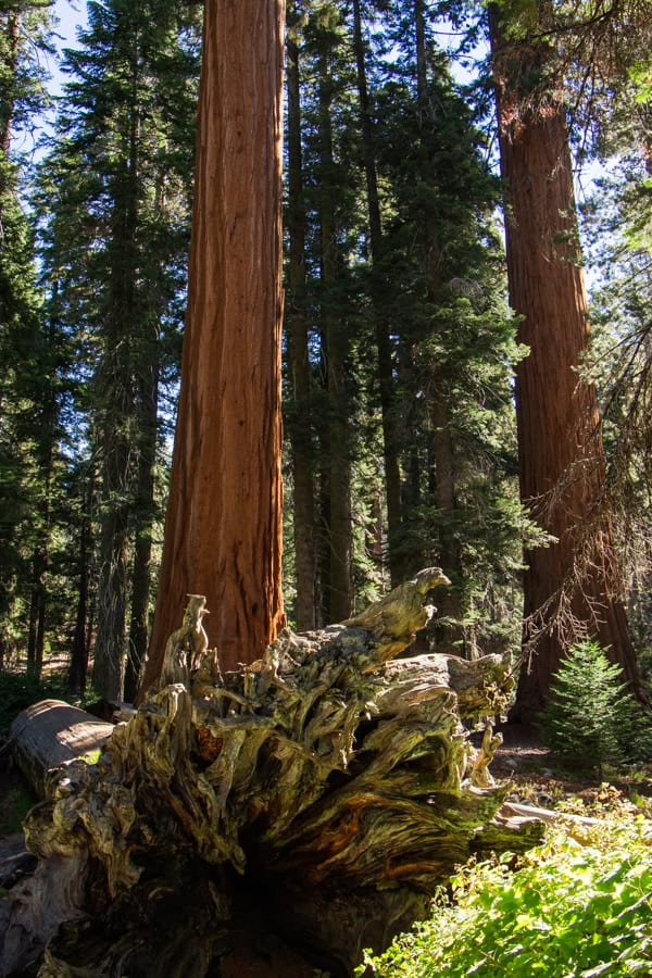 A fallen tree with its roots exposed. It is in front of a dense forest of sequoia trees.