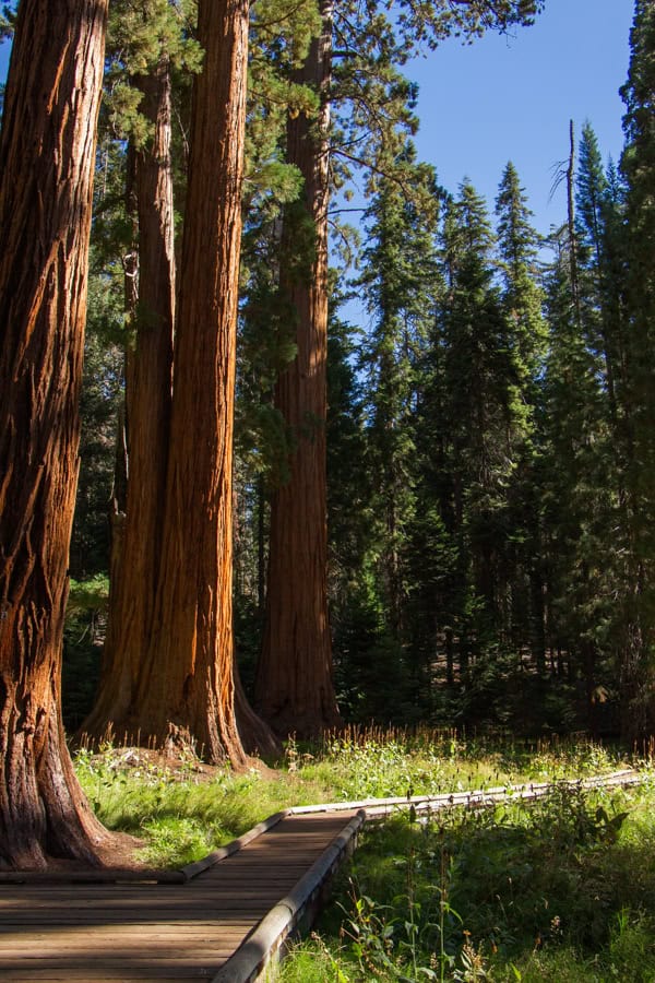 Sequoia trees along a wooden boardwalk on the Big Trees Trail.