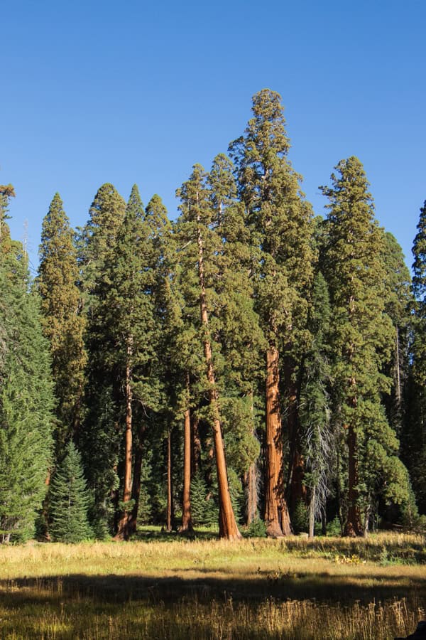A view across the open meadow in the center of the Big Trees Trail. There are sequoia trees on the opposite side.