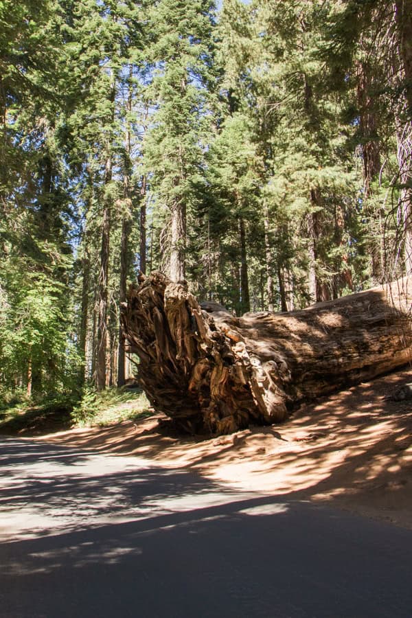 A side view of the exposed root of the fallen Buttress Tree.
