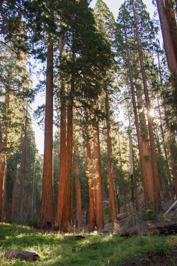 Early morning sun shining through sequoia trees along the Congress Trail.