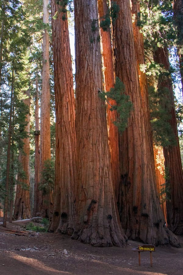 The base of a group sequoia trees along the Congress Trail in Sequoia National Park.