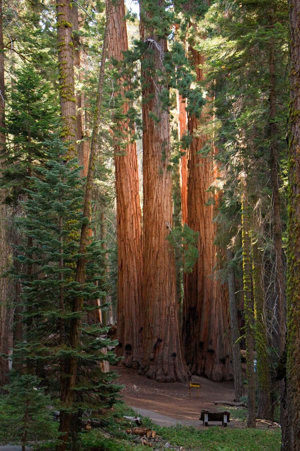 View of the House group of Sequoia trees on the Congress Trail. There is a small bench right in front of the trees