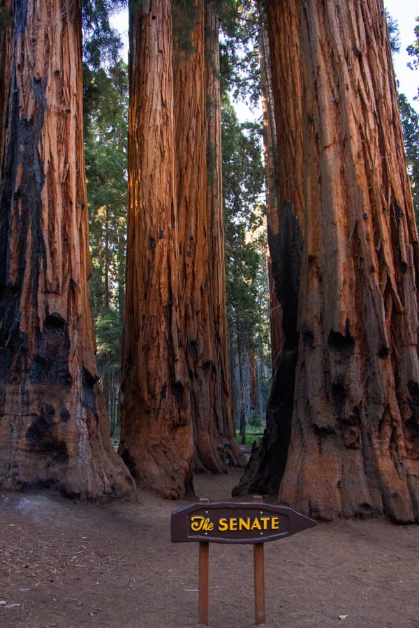 A sign for the Senate sequoia trees in front of a group of these giant trees.
