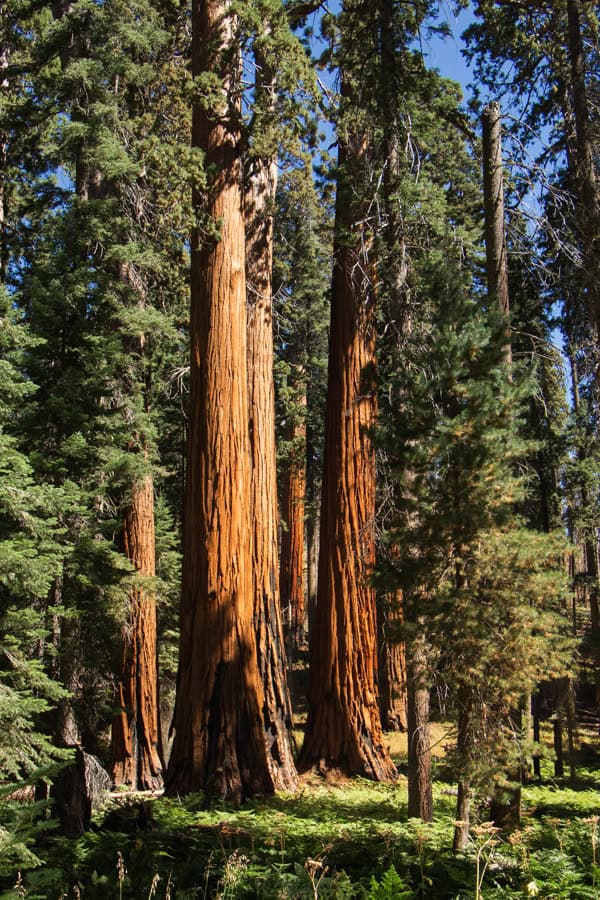 A group of sequoia trees along the Crescent Meadow Trail.