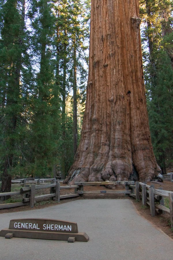 The base of General Sherman tree. There is a sign on the ground that reads "General Sherman"