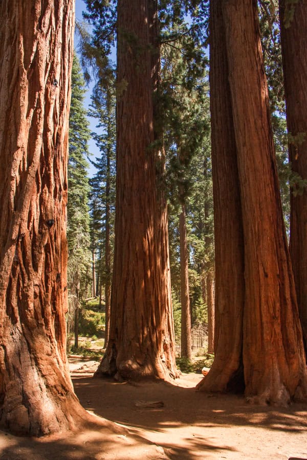 A group of sequoia trees (known as the Parker group) glowing in the sun.