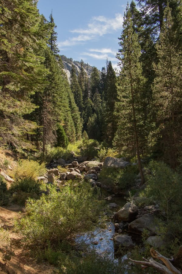 Water from the Kaweah River streaming between trees on the Tokopah Falls Trail.