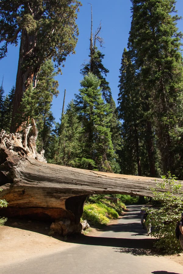 Tunnel Log in Sequoia National Park. There is a fallen tree across the road, with a tunnel carved in for cars to pass through.