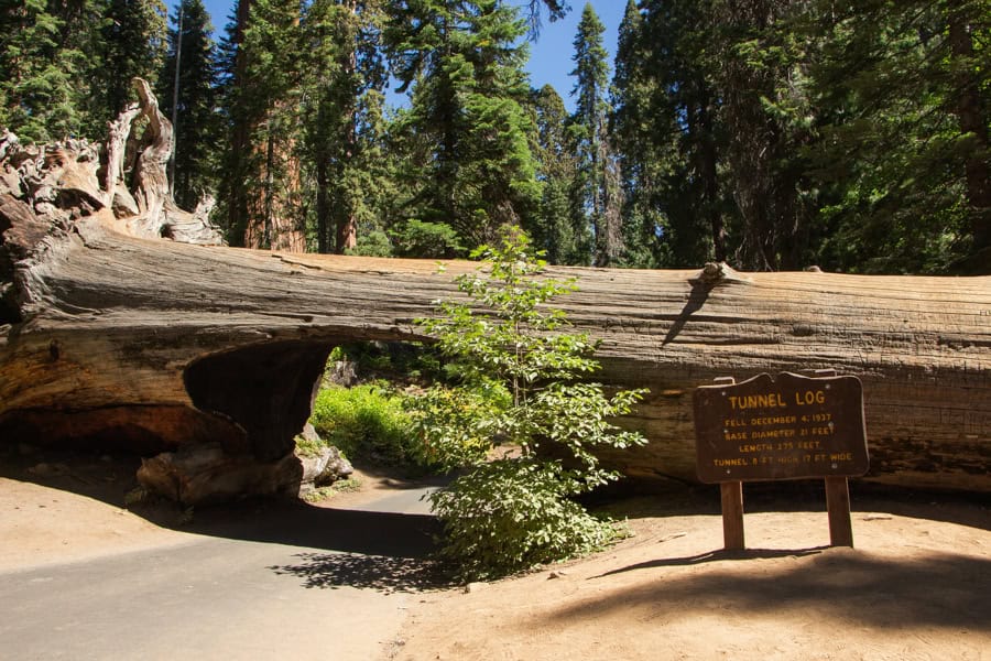 A view of Tunnel Log in Sequoia, a tree that has fallen across the road with the center carved out so you can drive through. The exposed roots are on the left hand side, and there is a sign on the right.